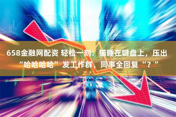 658金融网配资 轻松一刻：猫睡在键盘上，压出 “哈哈哈哈” 发工作群，同事全回复 “？”